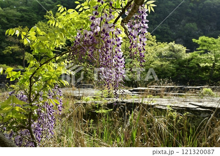 長瀞岩畳に咲くノフジ 長瀞岩畳に咲くノフジ 121320087
