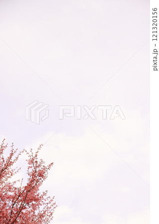 満開に咲き誇るピンク色の梅の花(背景素材) 満開に咲き誇るピンク色の梅の花(背景素材) 121320156