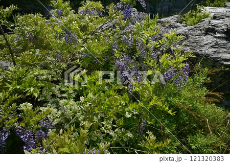 長瀞岩畳に咲くノフジにヒメウツギ 長瀞岩畳に咲くノフジにヒメウツギ 121320383