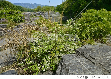 長瀞岩畳に咲くヒメウツギ 121320394