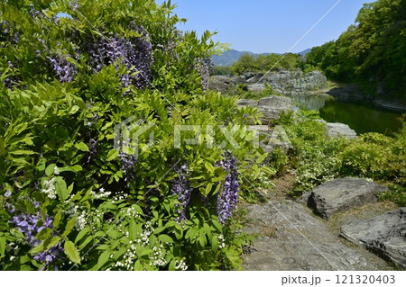 長瀞岩畳に咲くノフジにヒメウツギ 長瀞岩畳に咲くノフジにヒメウツギ 121320403