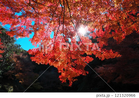 鎌倉明月院本堂後庭園の紅葉 121320966