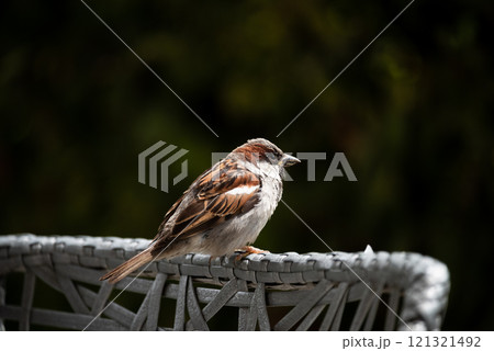 Male house sparrow perched on a wicker chair in Slovenia 121321492