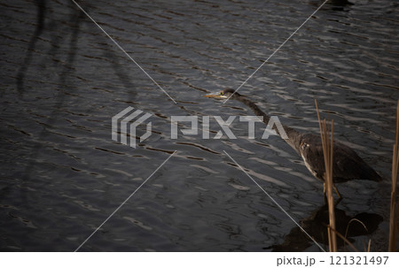 Great Blue Heron on the hunt for fish Great Blue Heron on the hunt for fish 121321497
