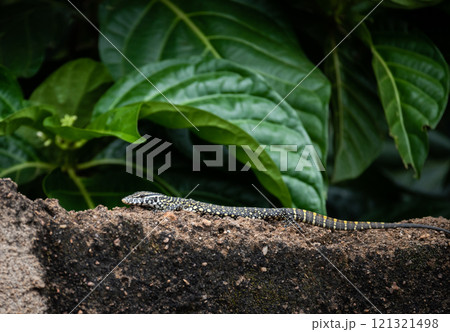 Young Nile Monitor Lizard, Varanus niloticus, on a rock wall in Tamale, Ghana Young Nile Monitor Lizard, Varanus niloticus, on a rock wall in Tamale, Ghana 121321498