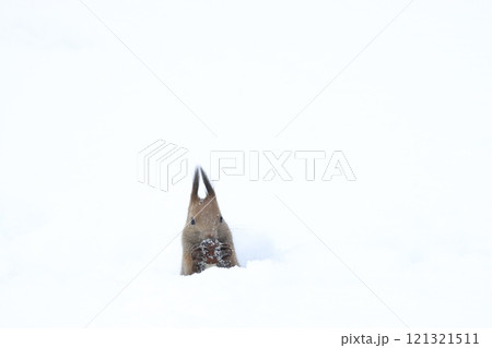 雪に埋もれているエゾリス 121321511