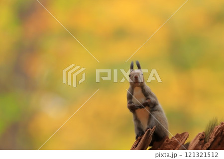 紅葉の中のエゾリス 121321512