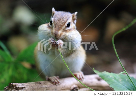 もぐもぐしているエゾシマリス 121321517