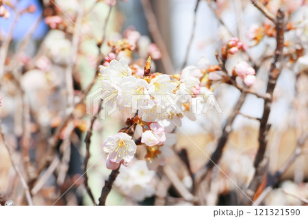 白い梅の花 121321590