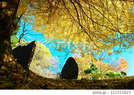 大庭神社の石碑と色づいたイチョウの大樹 121321623