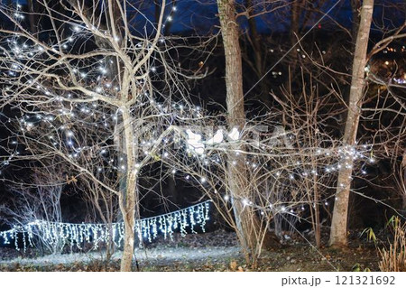 冬のイルミネーションShibata Fantasy Illumination2024 宮城県柴田町 冬のイルミネーションShibata Fantasy Illumination2024 宮城県柴田町 121321692