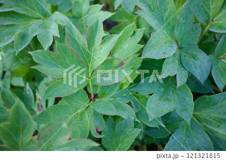 生薬である「立てば芍薬」の葉っぱ。品種はバードゼラ、花言葉は「恥じらい」「はにかみ」。 121321815