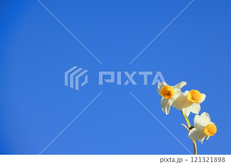 青空に映える水仙(背景素材) 青空に映える水仙(背景素材) 121321898