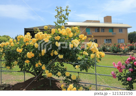 荒尾市　おもやい市民花壇　バラの花、 121322150