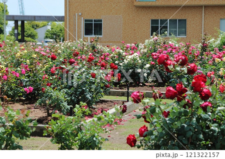 荒尾市　おもやい市民花壇　バラの花、 121322157