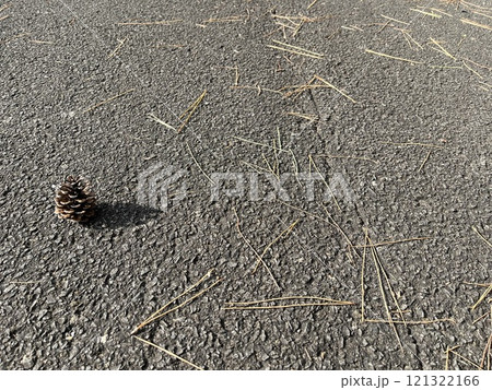 散歩中に出会った松ぼっくり 散歩中に出会った松ぼっくり 121322166