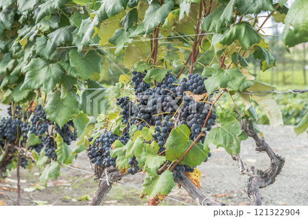 【富良野市カンパーナ六花亭　ぶどうの房】 121322904