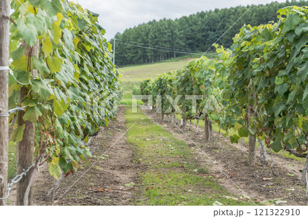 【富良野市カンパーナ六花亭　ぶどうの房】 121322910