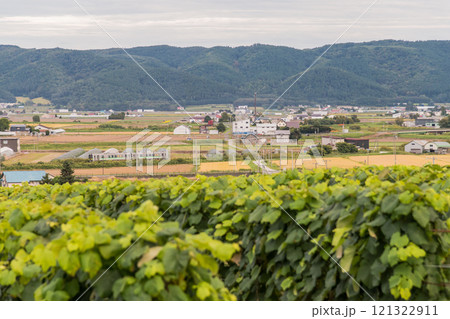 【富良野市カンパーナ六花亭　ぶどう畑とJR富良野線】 121322911