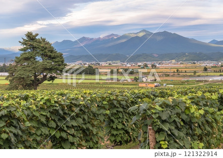 【富良野市カンパーナ六花亭　ぶどう畑と十勝岳連峰】 121322914