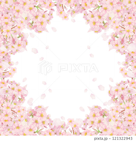 手描きの水彩画：正方形＿桜の花吹雪背景　切り抜き　枝と蕾付き 121322943