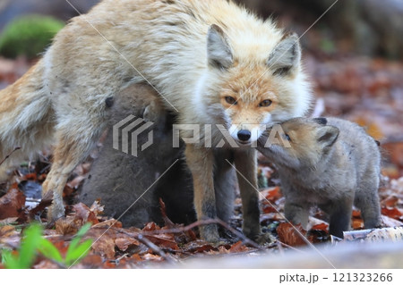 キタキツネの親子 121323266