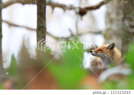 たそがれるキタキツネ 121323283