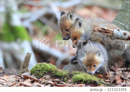 キタキツネの赤ちゃん 121323305