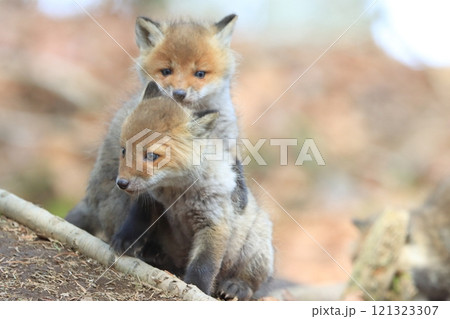 キタキツネの赤ちゃん 121323307