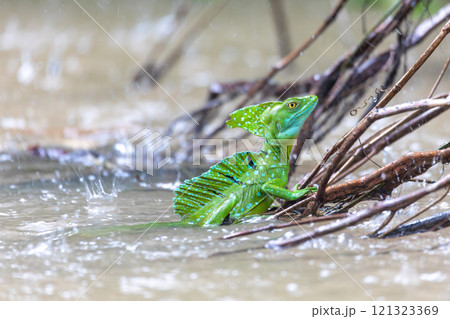 Plumed green basilisk (Basiliscus plumifrons) Cano Negro, Costa Rica wildlife 121323369