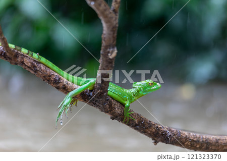 Plumed green basilisk female, Basiliscus plumifrons, Cano Negro, Costa Rica wildlife 121323370