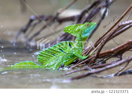 Plumed green basilisk (Basiliscus plumifrons) Cano Negro, Costa Rica wildlife Plumed green basilisk (Basiliscus plumifrons) Cano Negro, Costa Rica wildlife 121323371