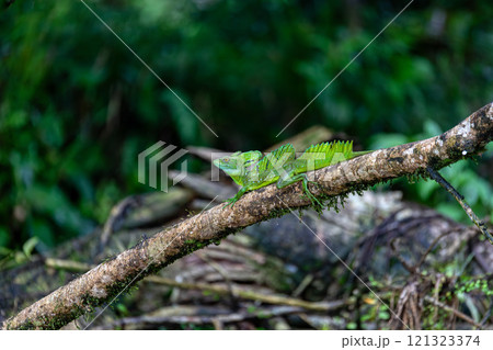 Plumed green basilisk (Basiliscus plumifrons) Cano Negro, Costa Rica wildlife 121323374