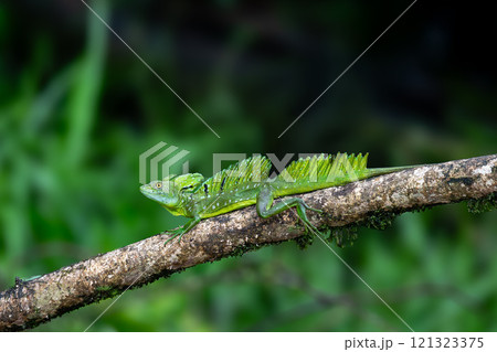 Plumed green basilisk (Basiliscus plumifrons) Cano Negro, Costa Rica wildlife 121323375