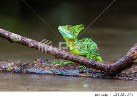 Plumed green basilisk (Basiliscus plumifrons) Cano Negro, Costa Rica wildlife 121323379