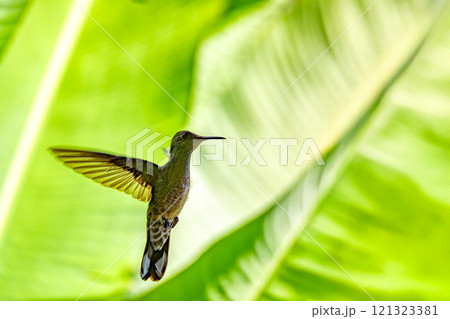 Rufous-tailed hummingbird - Amazilia tzacatl. Refugio de Vida Silvestre Cano Negro, Wildlife and bird watching in Costa Rica. 121323381