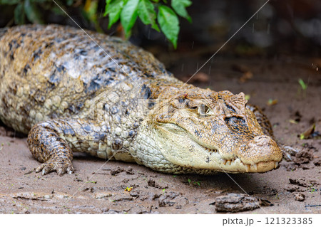 Spectacled caiman, Caiman crocodilus Cano Negro, Costa Rica. Spectacled caiman, Caiman crocodilus Cano Negro, Costa Rica. 121323385