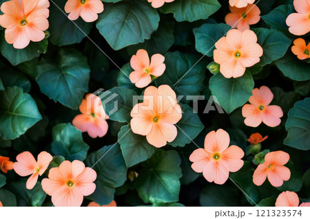 Vibrant coral flowers blooming against green leaves 121323574