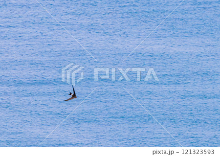 ウミツバメ ウミツバメ 121323593