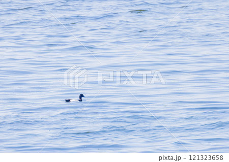 オオホシハジロ 121323658