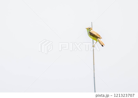 ヨシキリ 121323707