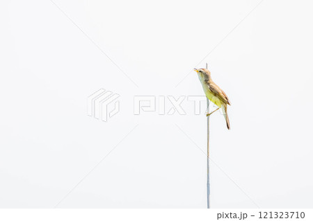 ヨシキリ ヨシキリ 121323710