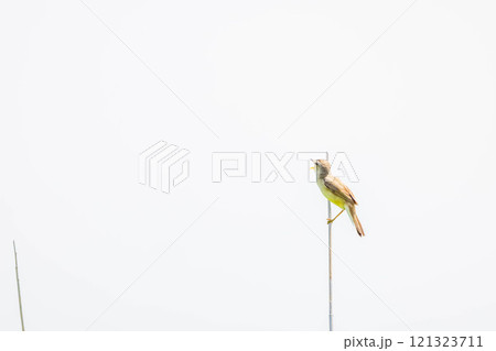 ヨシキリ ヨシキリ 121323711