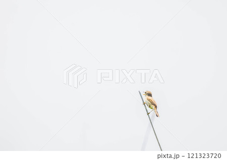 ヨシキリ 121323720