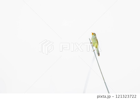 ヨシキリ ヨシキリ 121323722