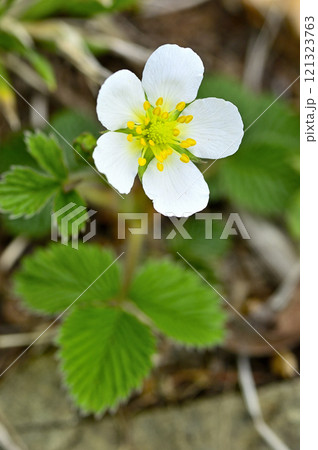 御坂山地の中藤山 シロバナノヘビイチゴ 御坂山地の中藤山 シロバナノヘビイチゴ 121323763