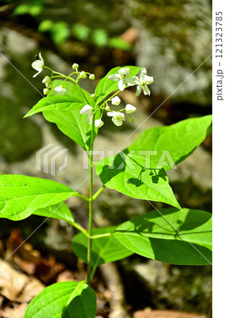 御坂山地の釈迦ヶ岳 クサタチバナ 御坂山地の釈迦ヶ岳 クサタチバナ 121323785