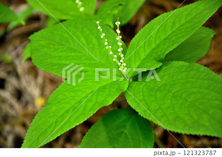 御坂山地の金掘山 フタリシズカ 御坂山地の金掘山 フタリシズカ 121323787