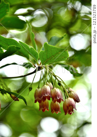 御坂山地の金堀山 サラサドウダンの花 御坂山地の金堀山 サラサドウダンの花 121323789