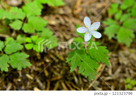 御坂山地の節刀ヶ岳　森に咲くツルシロカネソウ 121323796